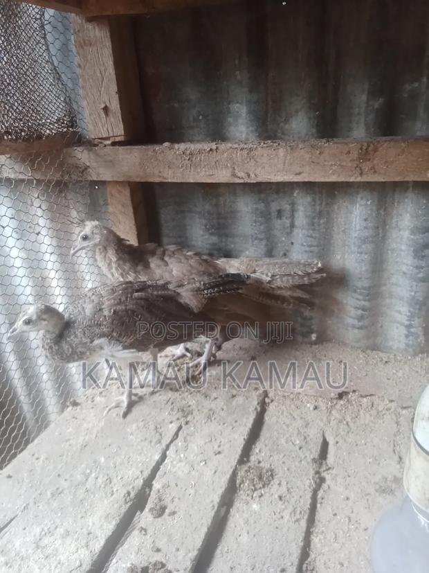 Peacock 3 Months Old - thumbnail 6