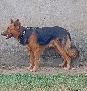 6-12 months Male Mixed Breed Australian Shepherd
