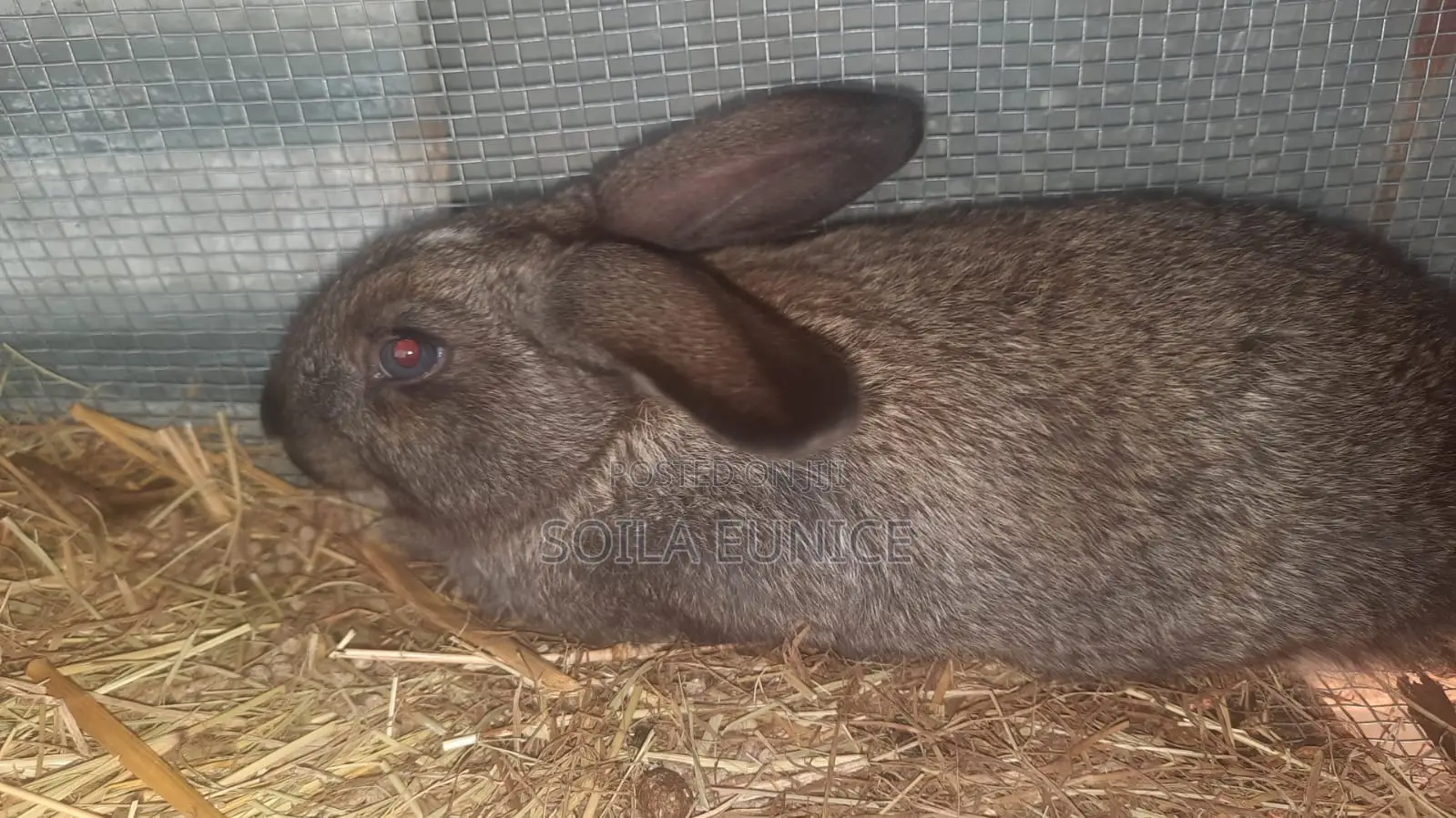 Rabbits for Sale