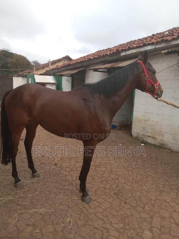 Gelding for Sale 6 Year Old - thumbnail 2