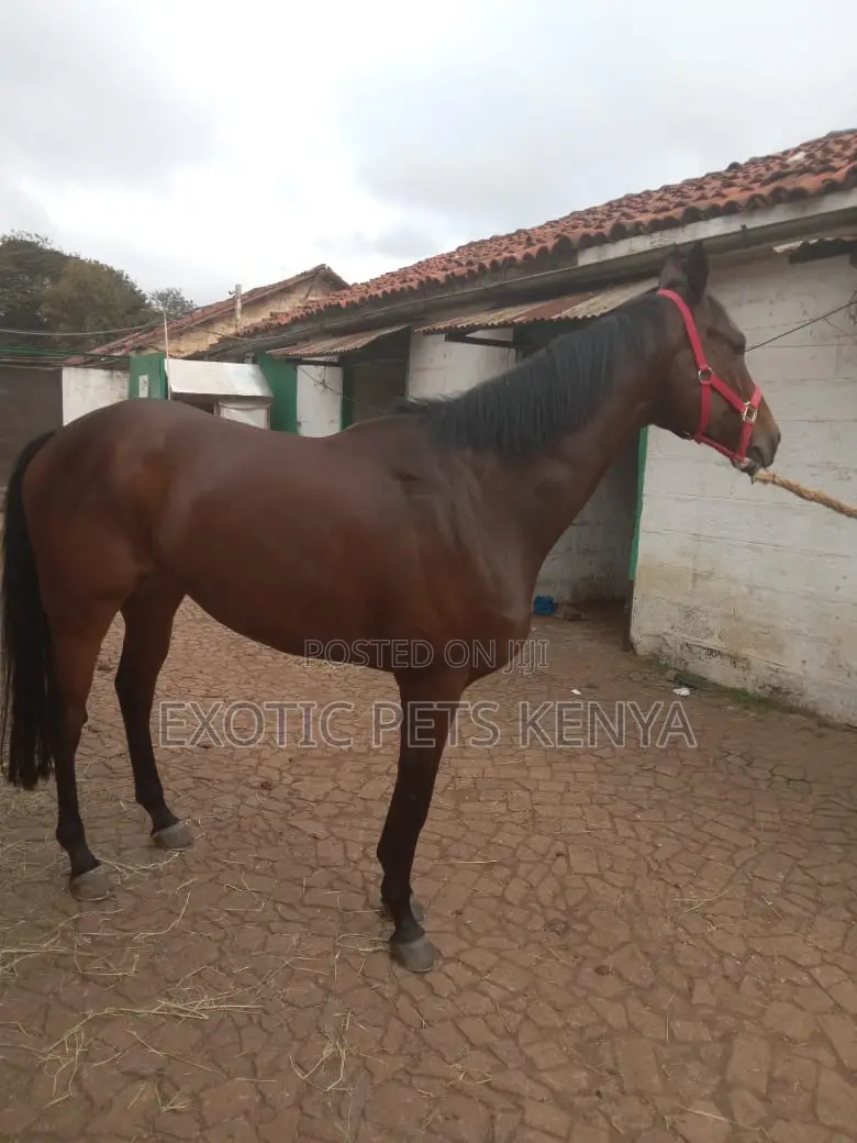 Gelding for Sale 6 Year Old