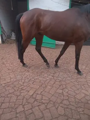 Gelding for Sale 6 Year Old