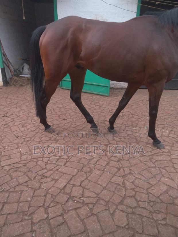 Gelding for Sale 6 Year Old - thumbnail 3