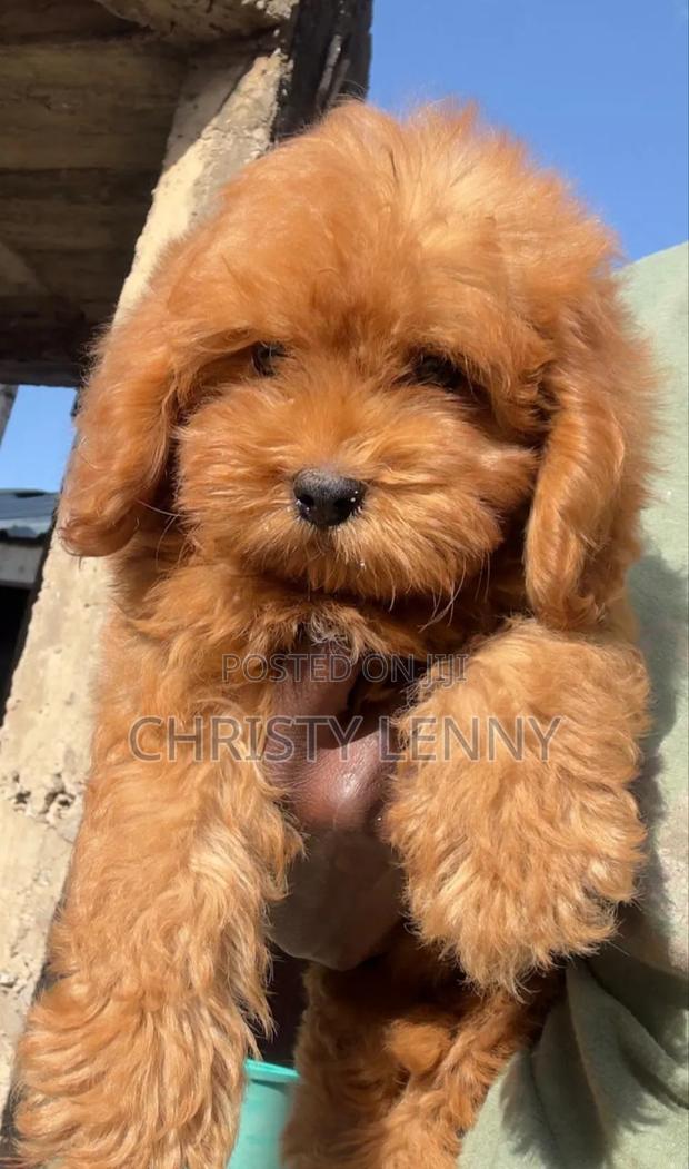 1-3 months Male Purebred Cockapoo - thumbnail 12