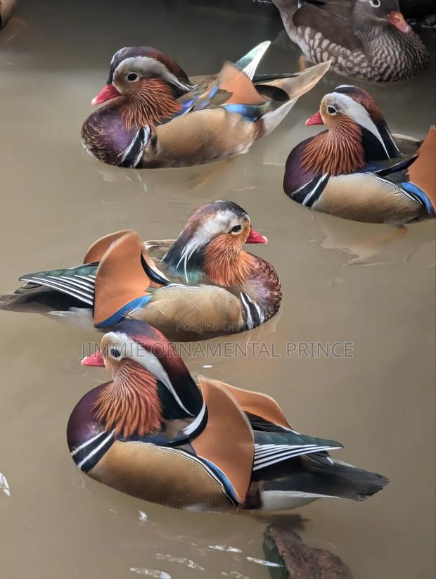 Mandarin Ducks - main view