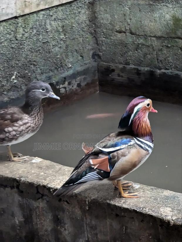 Mandarin Ducks - thumbnail 2