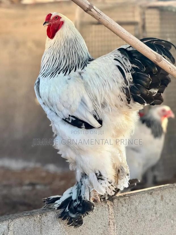 Brahma Giant Chicken - main view