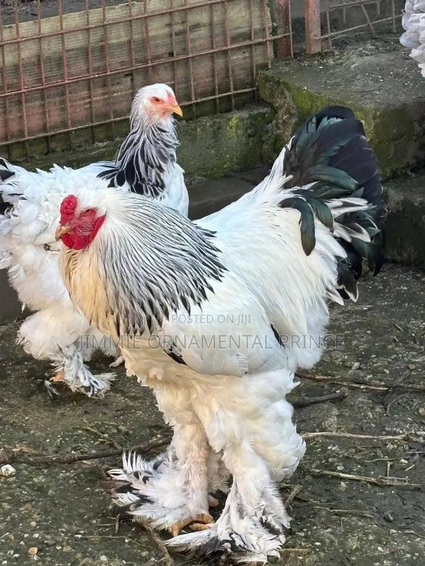 Brahma Giant Chicken - thumbnail 2