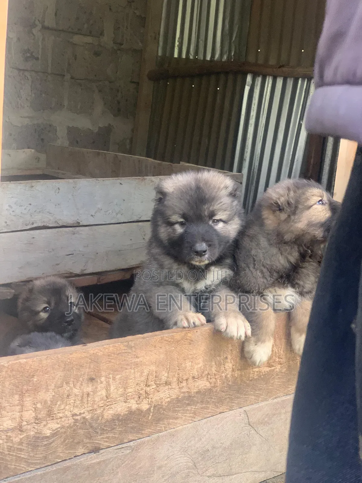 1-3 months Male Purebred Caucasian Shepherd