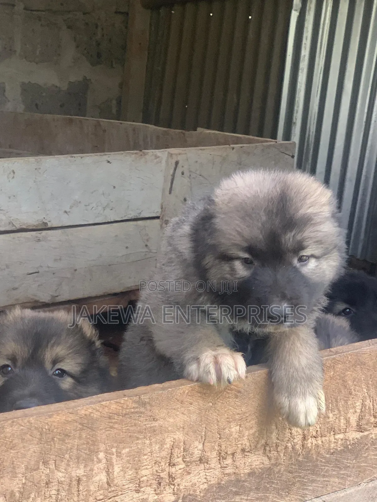 1-3 months Female Purebred Caucasian Shepherd