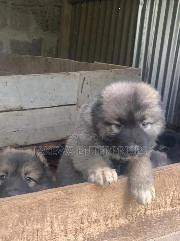 1-3 months Female Purebred Caucasian Shepherd - main view