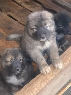 1-3 months Male Purebred Caucasian Shepherd