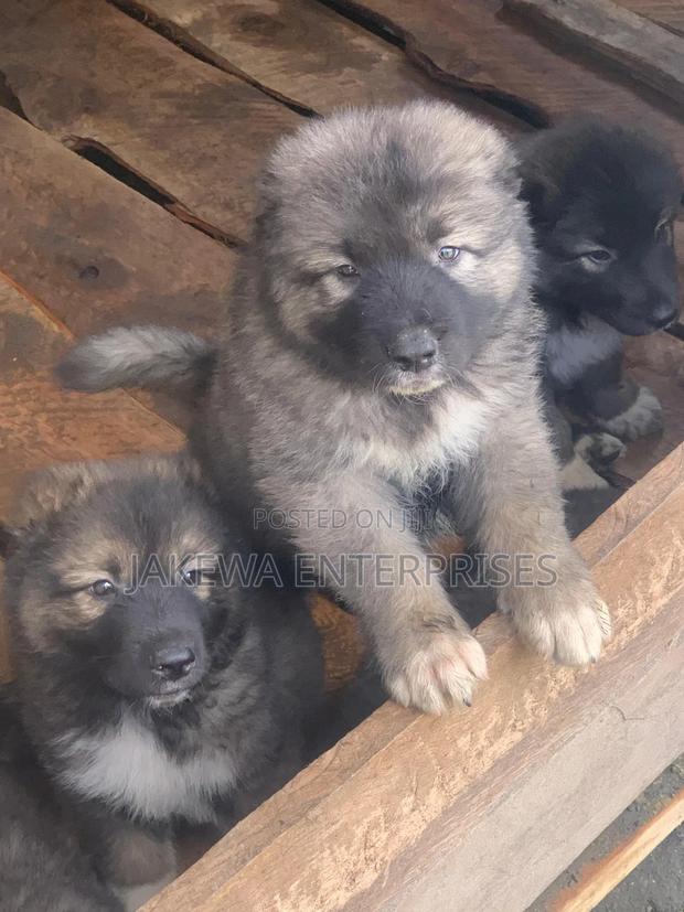 1-3 months Male Purebred Caucasian Shepherd - main view