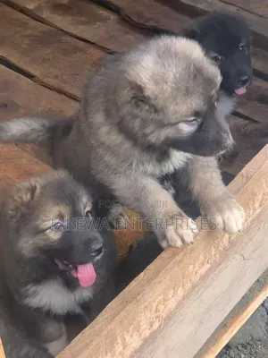 1-3 months Female Purebred Caucasian Shepherd