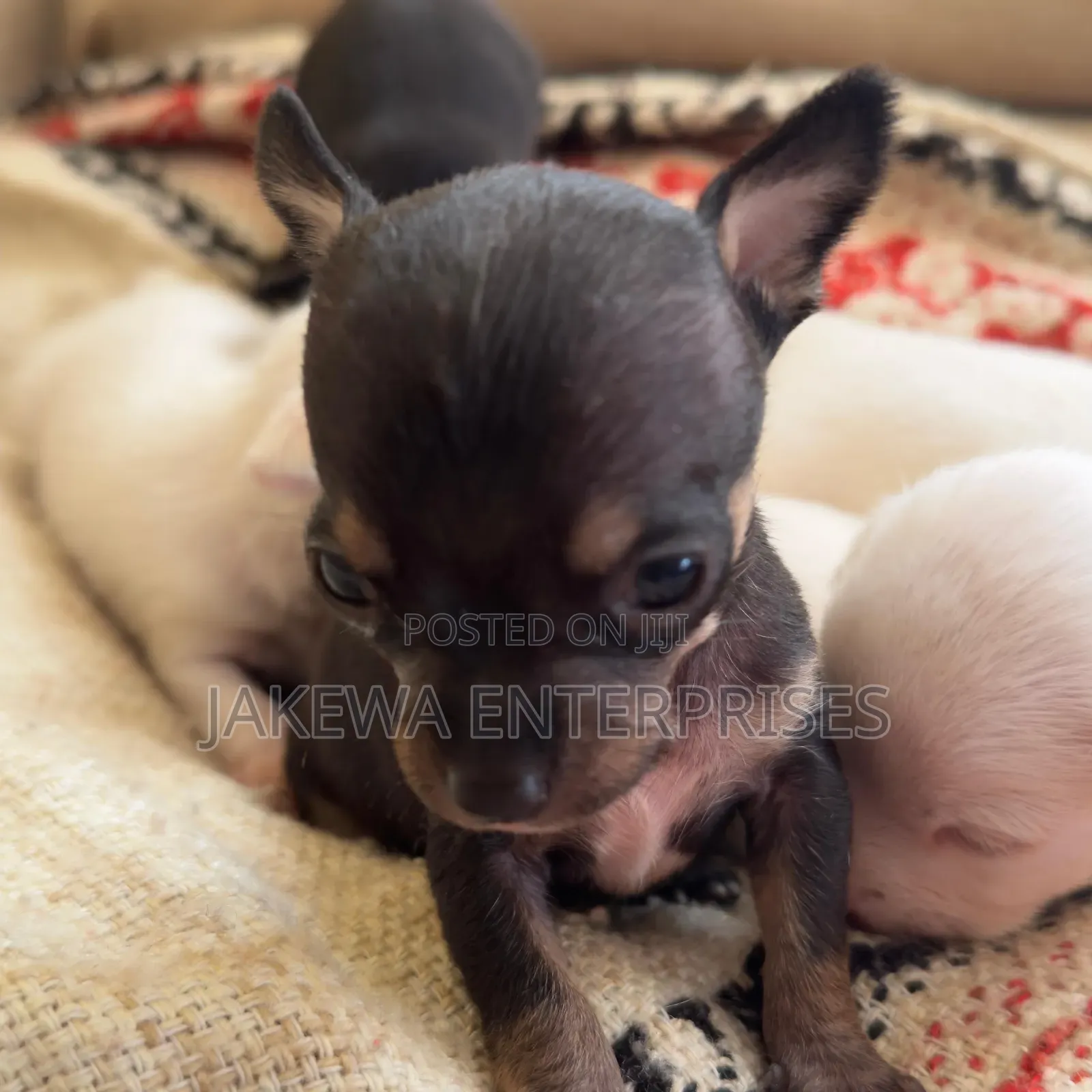 1-3 months Male Purebred Chihuahua