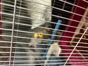 Young Budgise - thumbnail 2