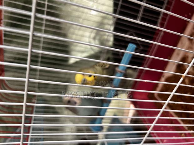 Young Budgise - main view