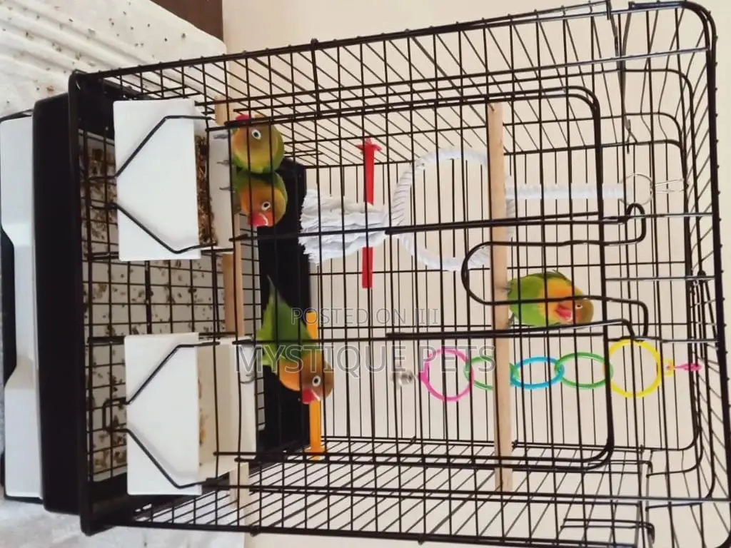 African Parrots Birds