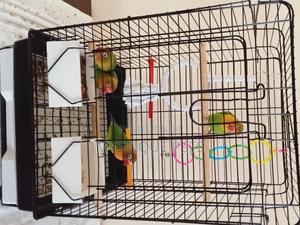 African Parrots Birds - thumbnail 2