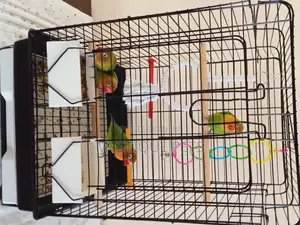 African Parrots Birds