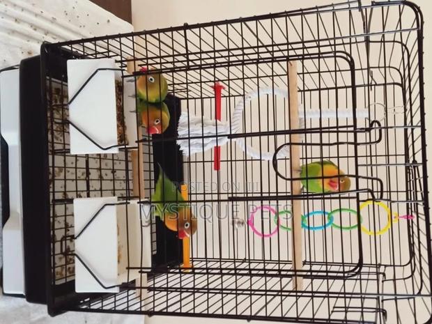 African Parrots - main view