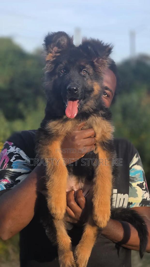 3-6 months Male Purebred German Shepherd