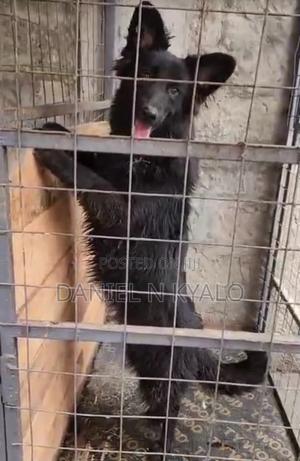 6-12 months Female Purebred German Shepherd - thumbnail 2