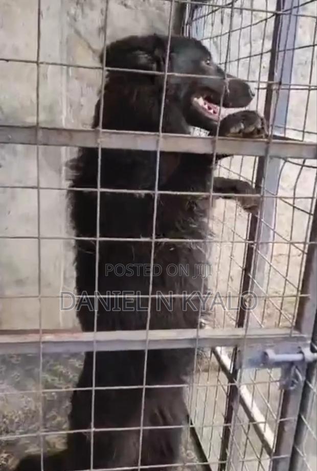 6-12 months Female Purebred German Shepherd - thumbnail 3