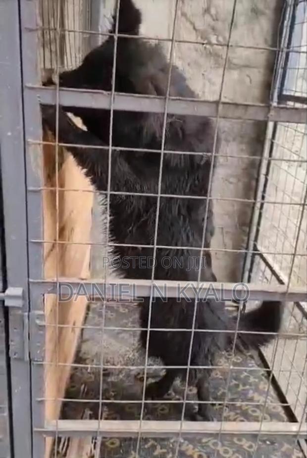 6-12 months Female Purebred German Shepherd - thumbnail 4