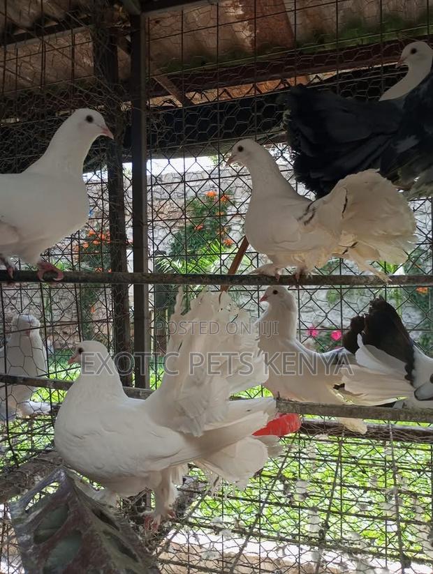 Fantails at Affordable Prices - main view