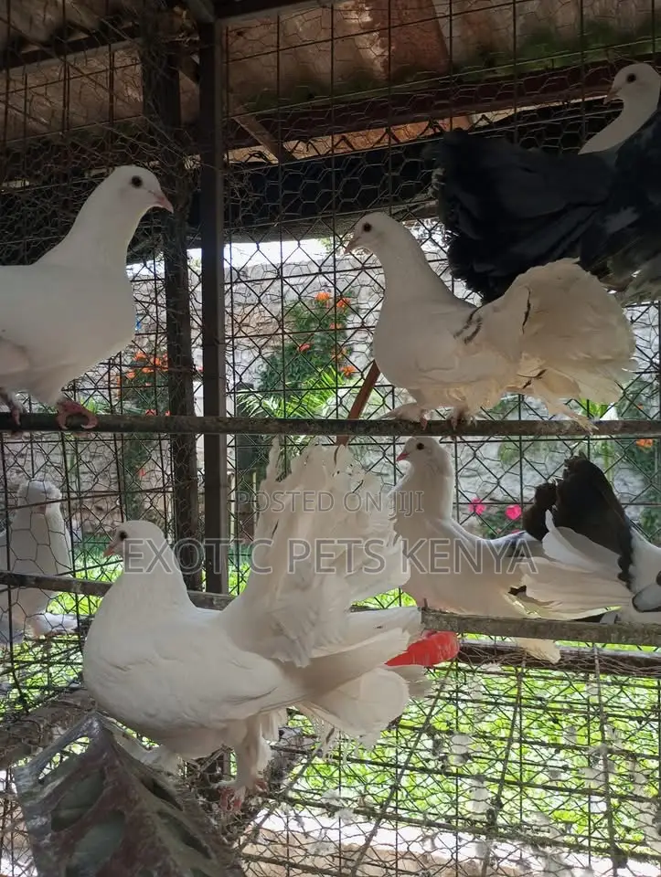 Fantails at Affordable Prices