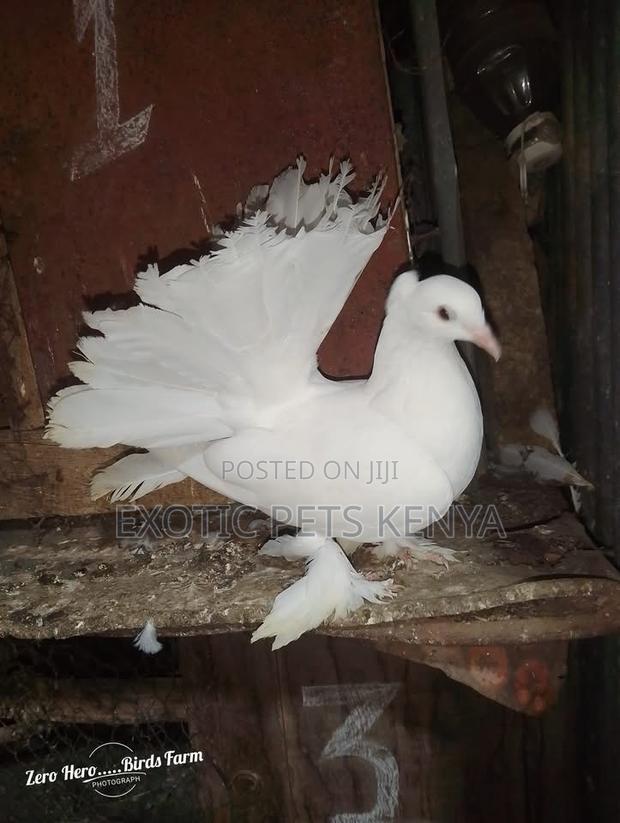 Fantails at Affordable Prices - thumbnail 3