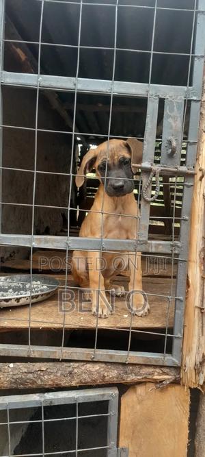 1-3 months Female Purebred Boerboel