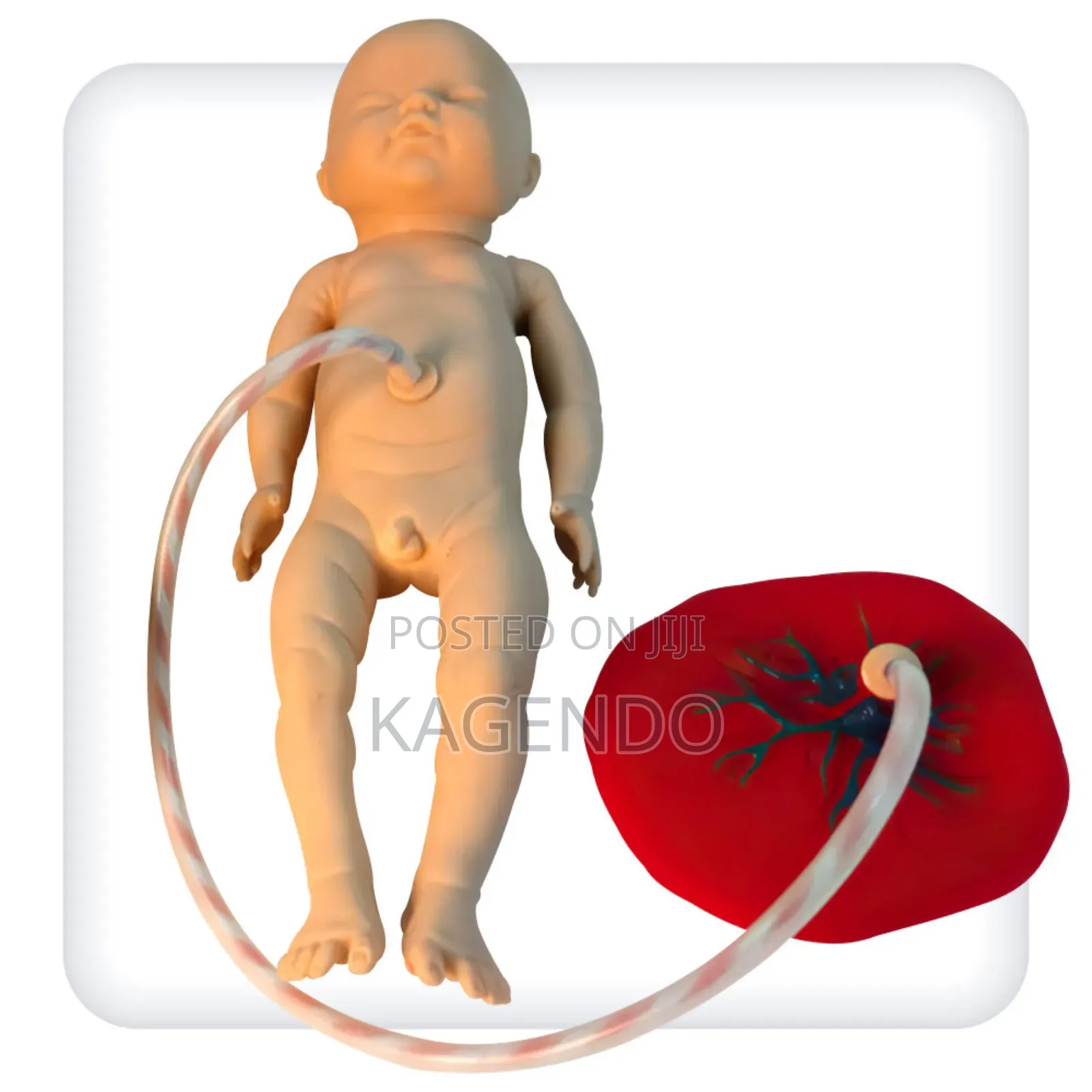 Newborn Model With Placenta