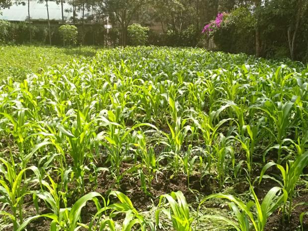 1/4 Acre Plot in Kandisi- Ongata Rongai - thumbnail 4