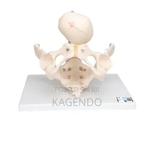 Female Pelvic Model With Fetal Skull