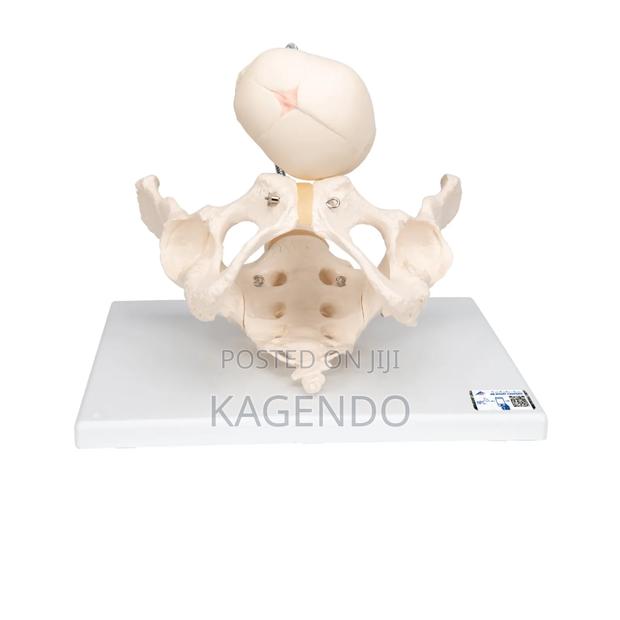 Female Pelvic Model With Fetal Skull