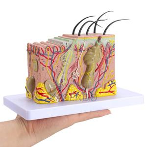 Skin Model (Anatomical - thumbnail 2