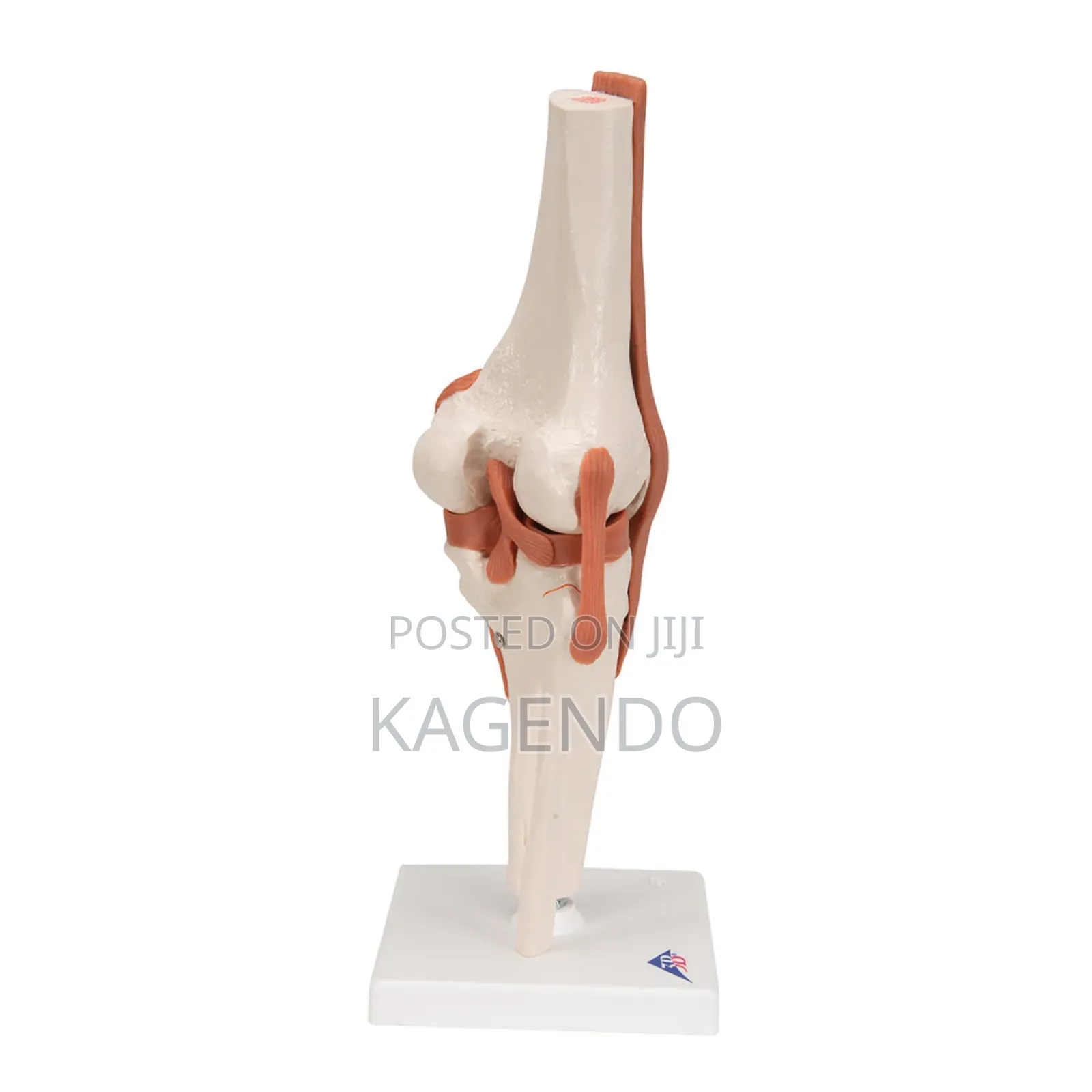 Knee Joint Model With Movable Ligaments