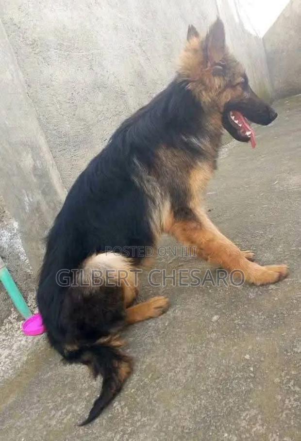 6-12 months Male Purebred German Shepherd - main view