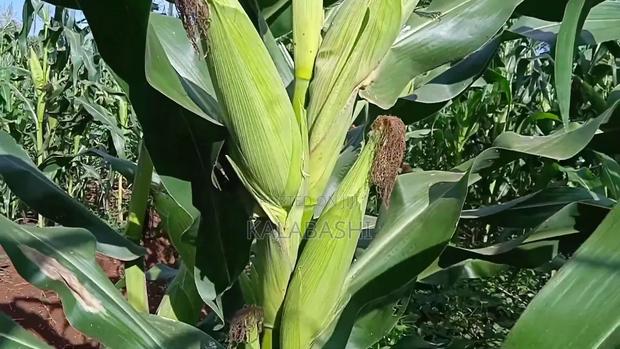 Tsavo We 4141 - thumbnail 5