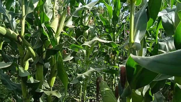 Tsavo We 4141 - thumbnail 6