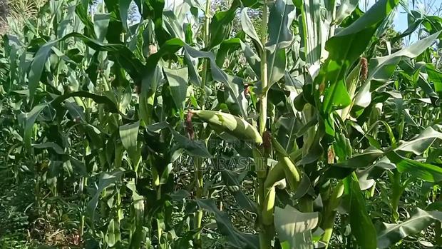 Tsavo We 4141 - thumbnail 7