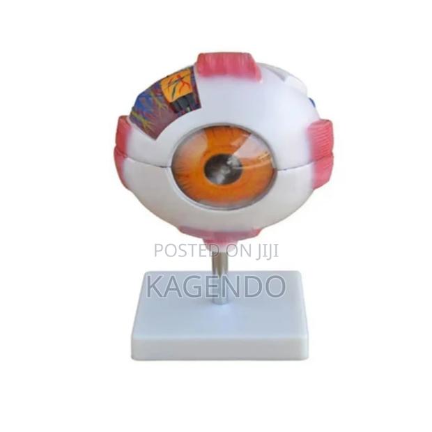 Gait Eye Training Model - main view