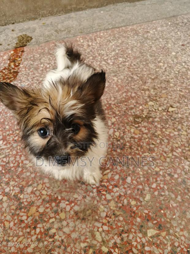 1-3 months Male Mixed Breed Japanese Spitz