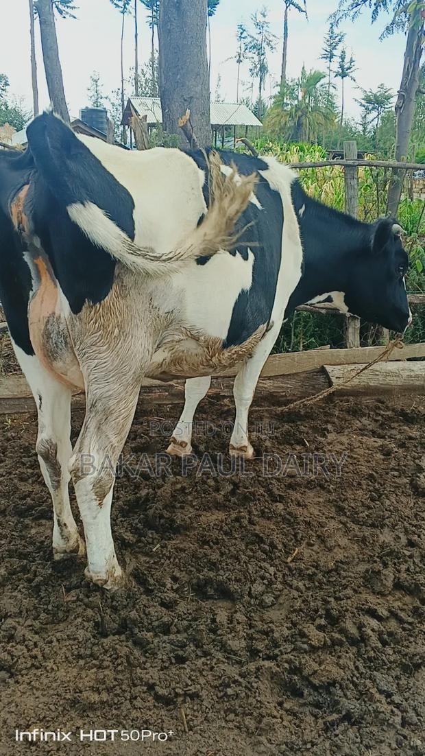 Incalf Heifer - main view