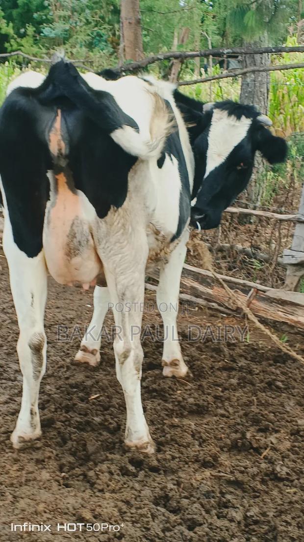 Incalf Heifer - thumbnail 2