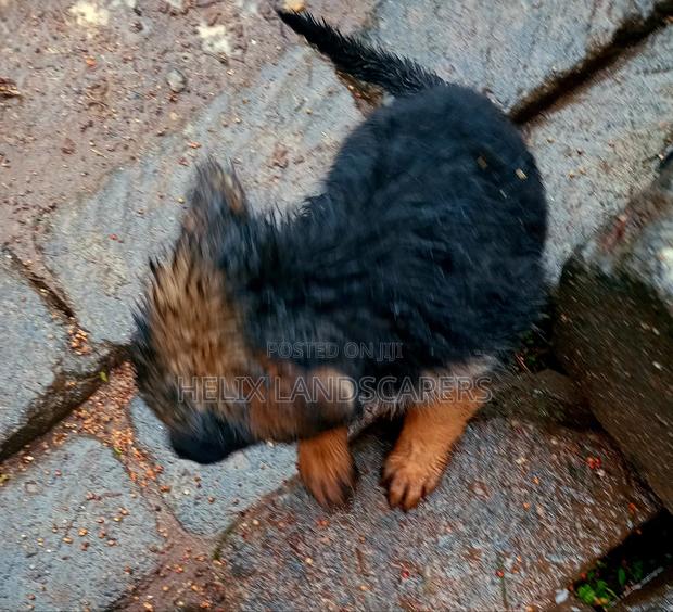 1-3 months Female Purebred German Shepherd - main view