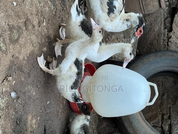 Duck And Ducklings For Sale - thumbnail 6