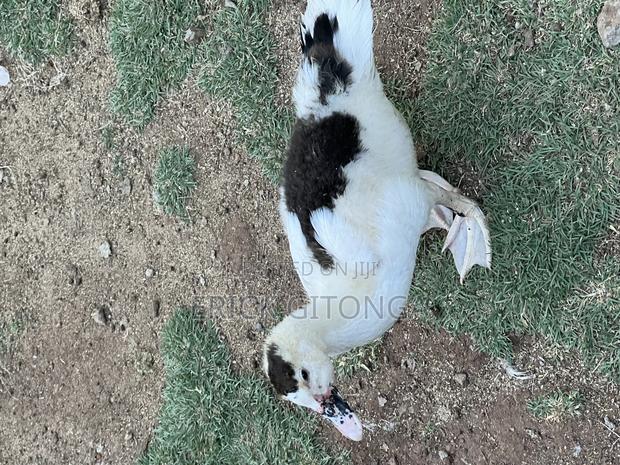 Duck And Ducklings For Sale - thumbnail 7